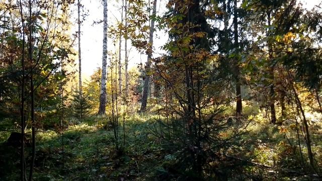 Утро в осеннем лесу. ч.3. Сентябрь 2023 смотреть онлайн