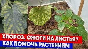 Хлороз, ожоги на листья? Как помочь растениям