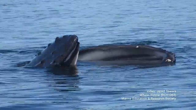 В Канаде горбатый кит притворился бассейном, чтобы пообедать смотреть онлайн