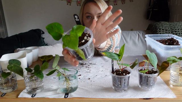 ❓Kartel Daun mystery plants potting l anthurium IDs, semi-hydro 🌱 смотреть онлайн