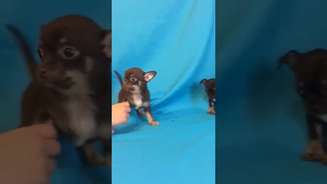 Чихуахушки лапочки детки смотреть онлайн