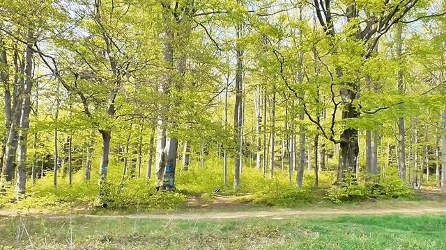 Рысь столкнула дедушку со старого моста. Узнав причину, старик чуть не разрыдался смотреть онлайн