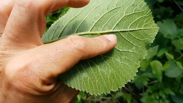 Wolliger Schneeball - Blatt/Blätter - 09.05.18 (Viburnum lantana) - Bäume (Blätter) bestimmen смотреть онлайн