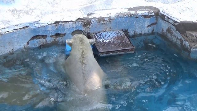 インバウンドとホウチャン人気で天王寺動物園大盛況💗飼育員さんお疲れ様【天王寺動物園】 смотреть онлайн