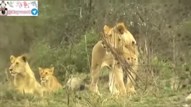 О процессе охоты, львы смотреть онлайн