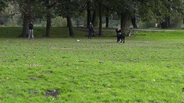 Маша и ризен Фесс смотреть онлайн
