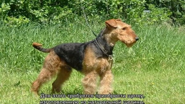 Эрдельтерьер: описание породы и характеристика