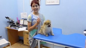 ПРИВИВКА для щенка!?Шайни БОЛЬНО!? ВЛОГ с моим шпицем