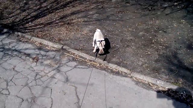 Рубик и Лёлик мопс(3) смотреть онлайн