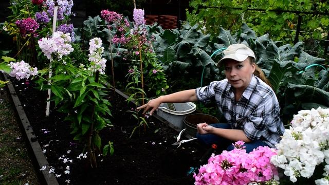 Флоксы: посадка, почва, уход, черенкование. Как выращивать флоксы. Как сажать флоксы смотреть онлайн