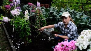 Флоксы: посадка, почва, уход, черенкование. Как выращивать флоксы. Как сажать флоксы