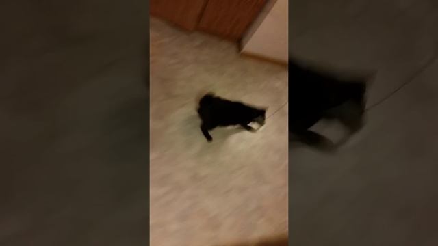 Урсиний смотреть онлайн