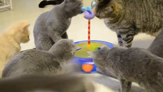 Игрушка для кошек 'Кошки мышки' от Petstages смотреть онлайн