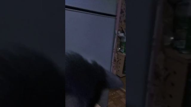 VID-20230202-WA0003.mp4 смотреть онлайн