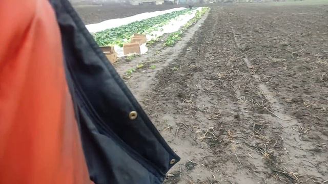 Зима Молода капуста,редиска готова на ринок. Бізнес ніякий в селі. смотреть онлайн