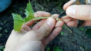 САМЫЙ ЛУЧШИЙ СПОСОБ РАЗМНОЖЕНИЯ СМОРОДИНЫ В ИЮЛЕ. РАЗМНОЖЕНИЕ СМОРОДИНЫ ЗЕЛЕНЫМИ ЧЕРЕНКАМИ.