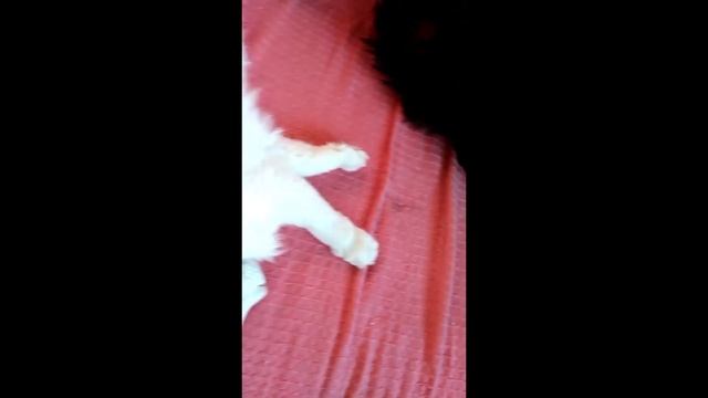 Безмятежный дневной сон смотреть онлайн