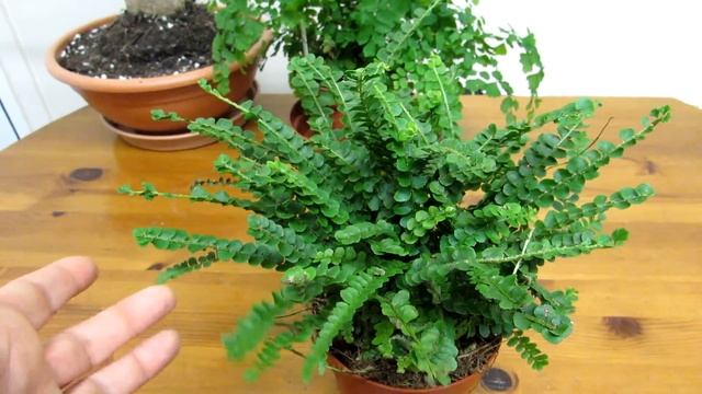 Our wonderful new Boston Fern - Nephrolepis duffii смотреть онлайн