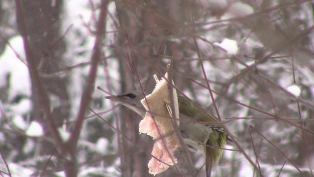 Седой дятел самка || Grey-headed woodpecker смотреть онлайн