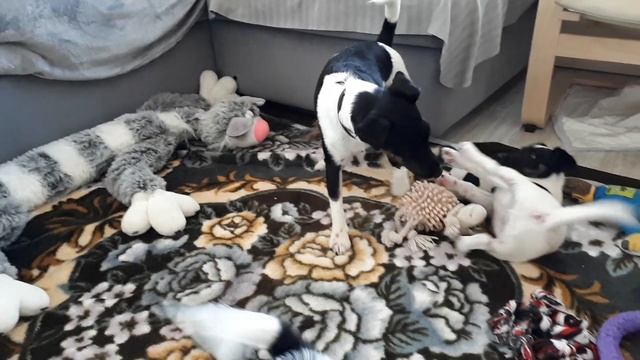 Гладкошерстный фокстерьер щенки 2 месяца смотреть онлайн