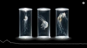 Melodic Techno Progressive House Mix 2024