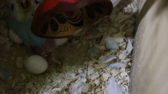 Волнистые попугаи.2 кладка. 2птенец.