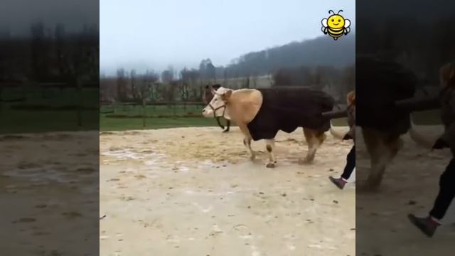 Иноходь смотреть онлайн