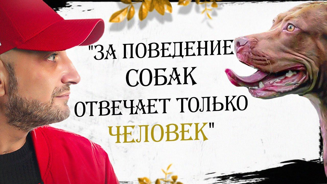 Антуан Наджарян: "За поведение собак отвечает только человек" смотреть онлайн