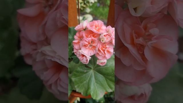 Jagershus Борре #пеларгония смотреть онлайн