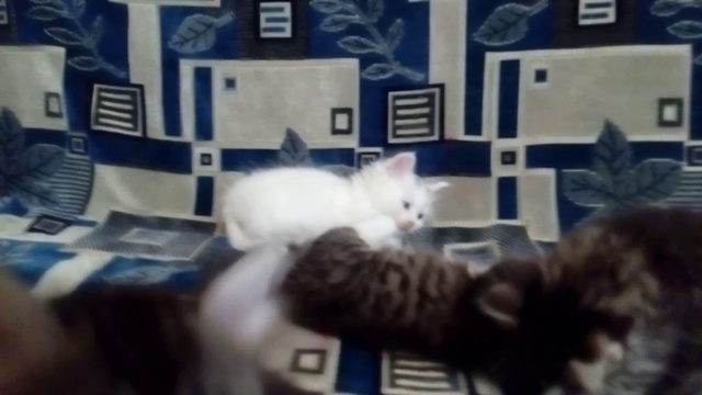 Мои котэ!!! смотреть онлайн