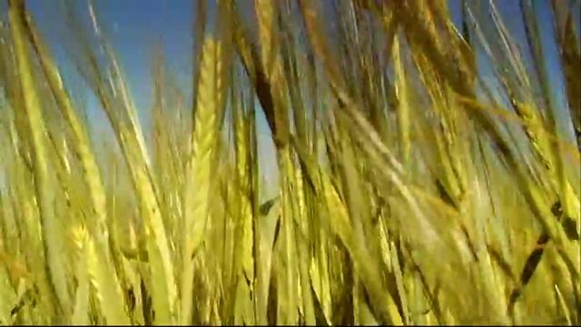 Фермер Сергей Хабузов, John Deere W540 и другие действующие лица смотреть онлайн