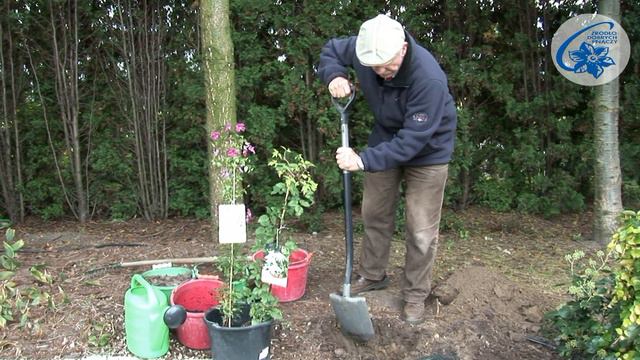Clematis - Waldreben pflanzung смотреть онлайн