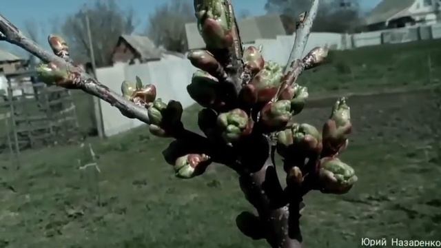 Как избавиться от вредителей на черешне: боремся с тлей и болезнями черешни. Обработка черешни смотреть онлайн