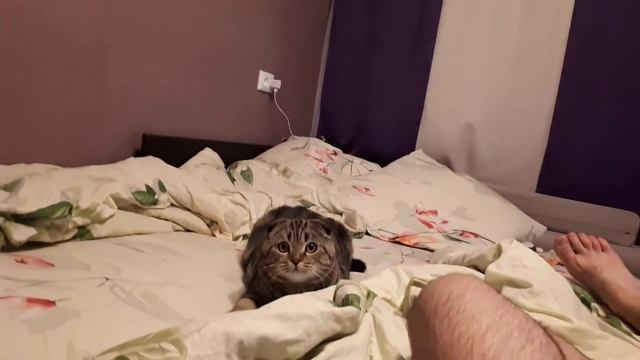 Кот напал неожиданно)))) ОХОТНИК смотреть онлайн