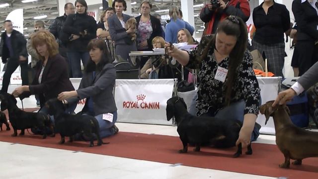 моно выставка такс Питер 2013г.19-20.01 смотреть онлайн