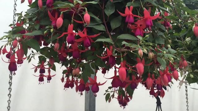 Balcony Queen - Fuchsia смотреть онлайн