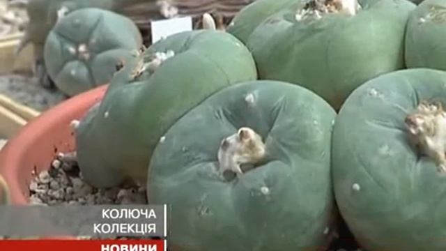 Самая большая в мире коллекция кактусов смотреть онлайн