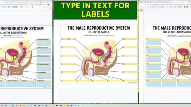 Male Reproductive System - Interactive Google Slides Activities (by Tangstar Science) смотреть онлайн