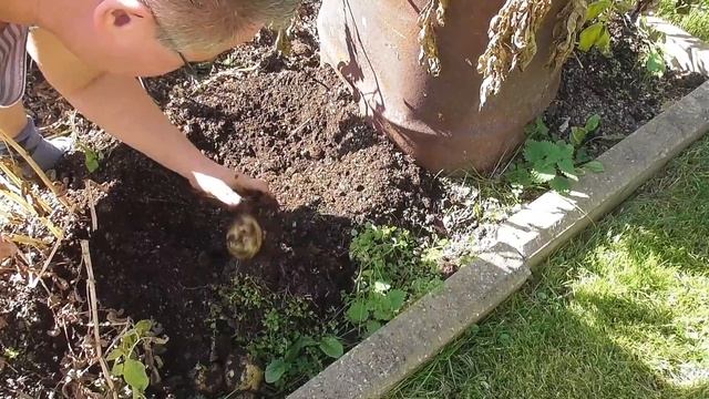 Эксперимент! «Ведро картошки с куста». Только правда! смотреть онлайн