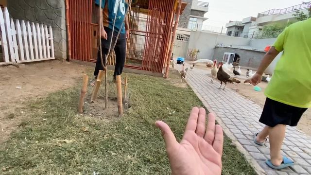 Finally Hmara Lion Agea😍 смотреть онлайн