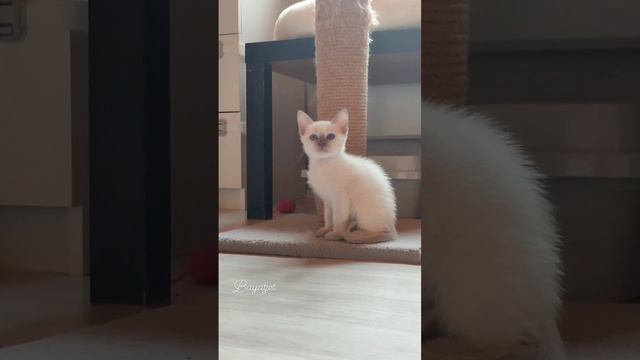 Тайские котята