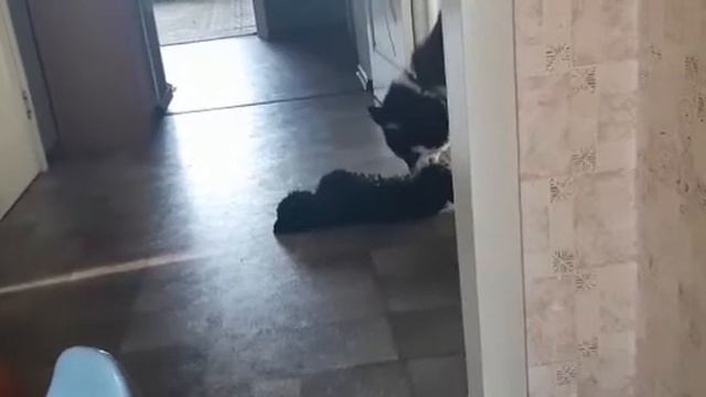 Хась и метис по кличке Уголёк