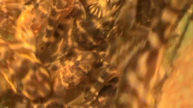 кольчужные сомики L333 смотреть онлайн