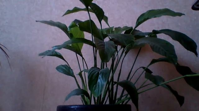 Угадайте название цветка ч.4 смотреть онлайн