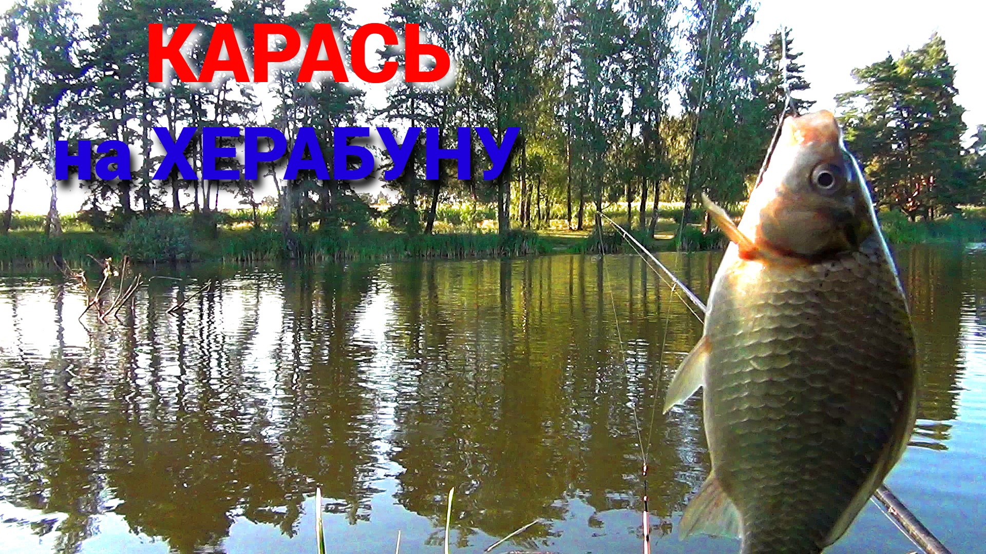 ХЕРАБУНА по РУССКИ. Ловля КАРАСЯ на ПОПЛАВОК. ПОКЛЁВКИ крупным планом. смотреть онлайн