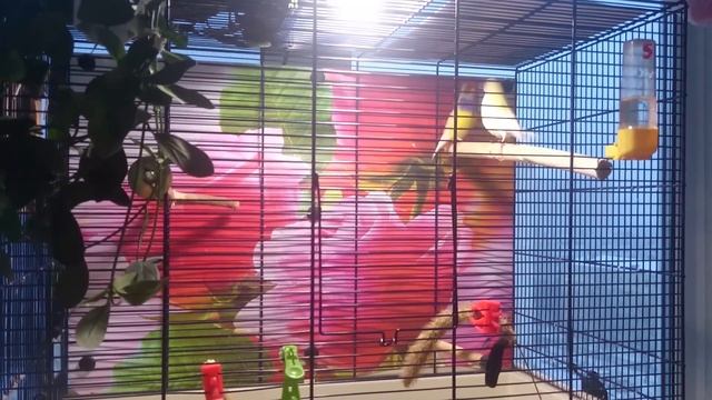 Брачный танец амадины гульда смотреть онлайн