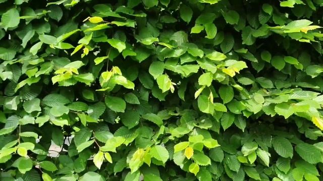 В зелёном лабиринте Сад Шевченко Харьков Май 2022 смотреть онлайн