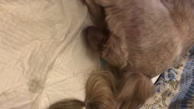 Как принять роды у собаки (щи-тцу)