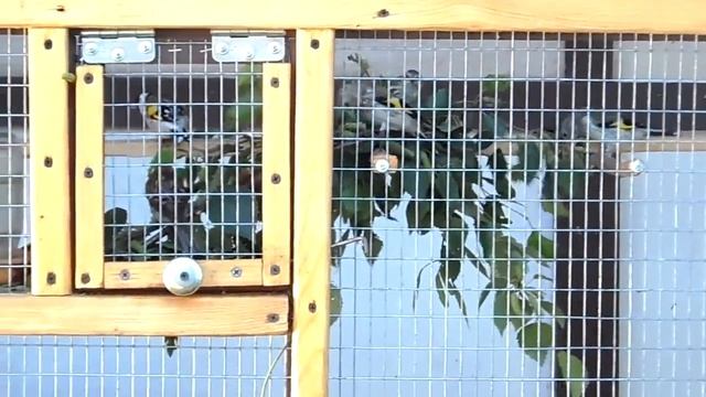 Семена берёзы для пернатых. смотреть онлайн