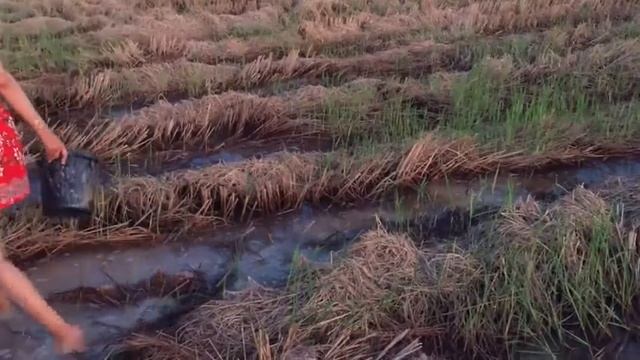 Удивительные Красивая девушка чистая рыбалка | Как рыболовную сеть в Камбодже (# 2) смотреть онлайн